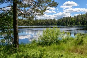 Lake with foliage